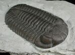 Monster Silica Eldredgeops Trilobite - #5746-1